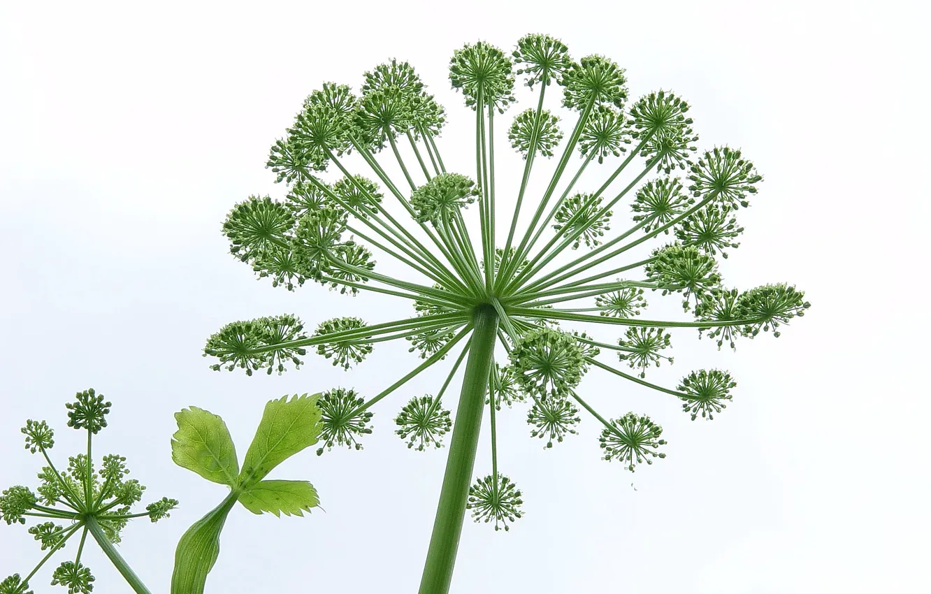 Photo wallpaper flowers, nature, plant, stem