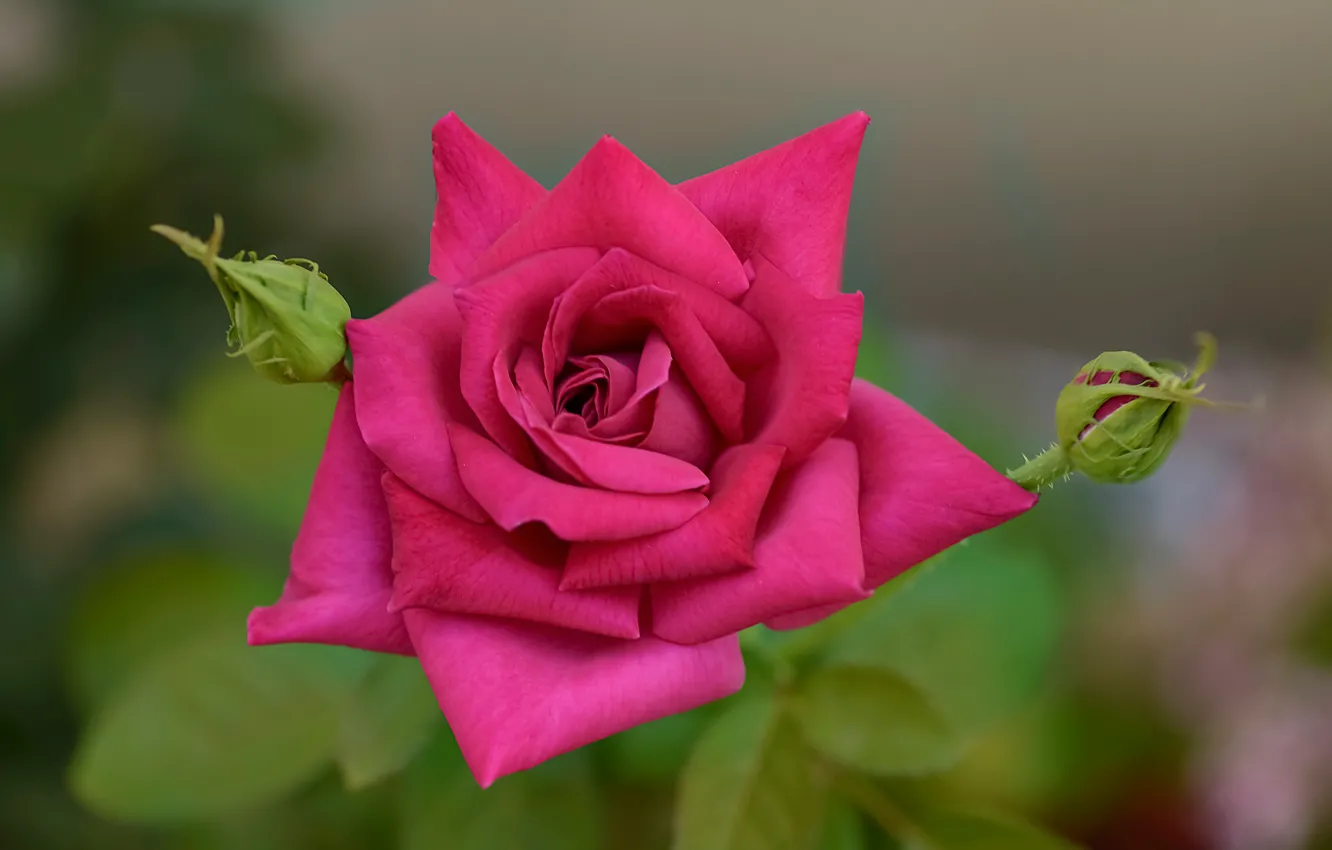 Photo wallpaper macro, roses, petals, buds, bokeh
