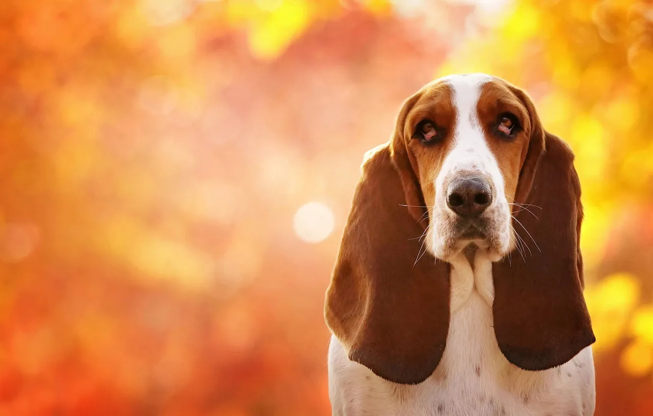 Photo wallpaper look, nature, pose, dog, face