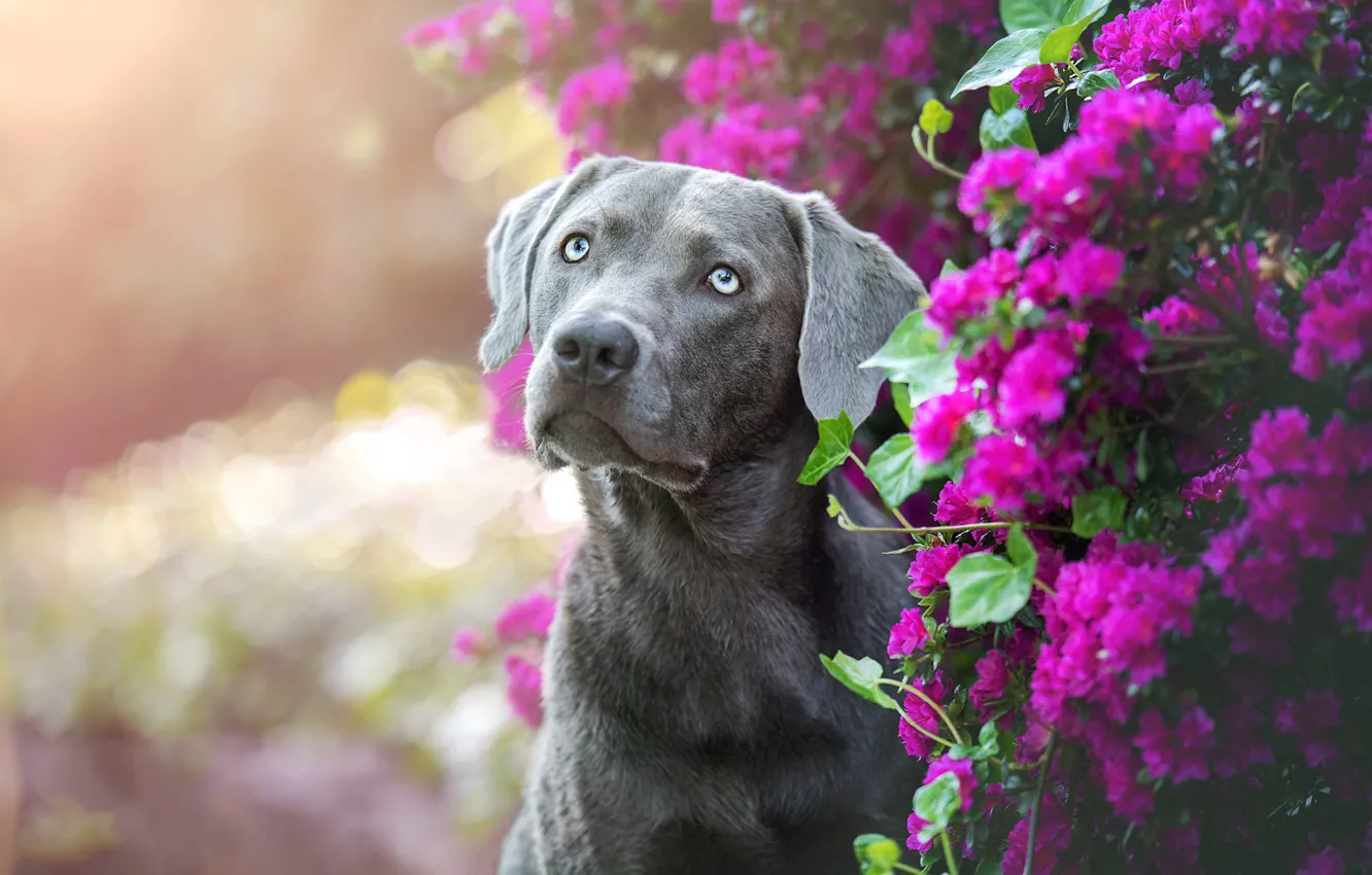 Photo wallpaper look, flowers, grey, portrait, dog, The Weimaraner