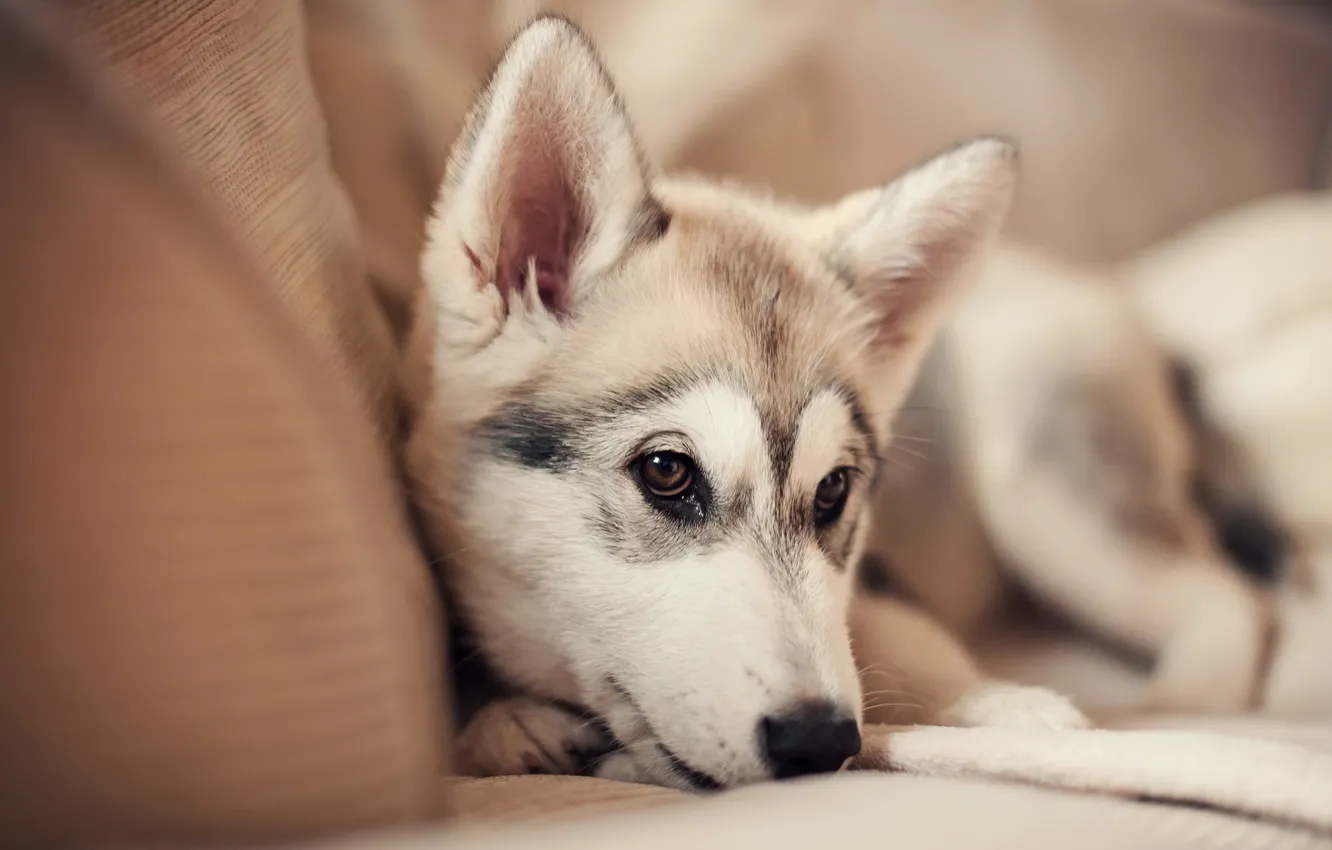 Photo wallpaper look, each, dog