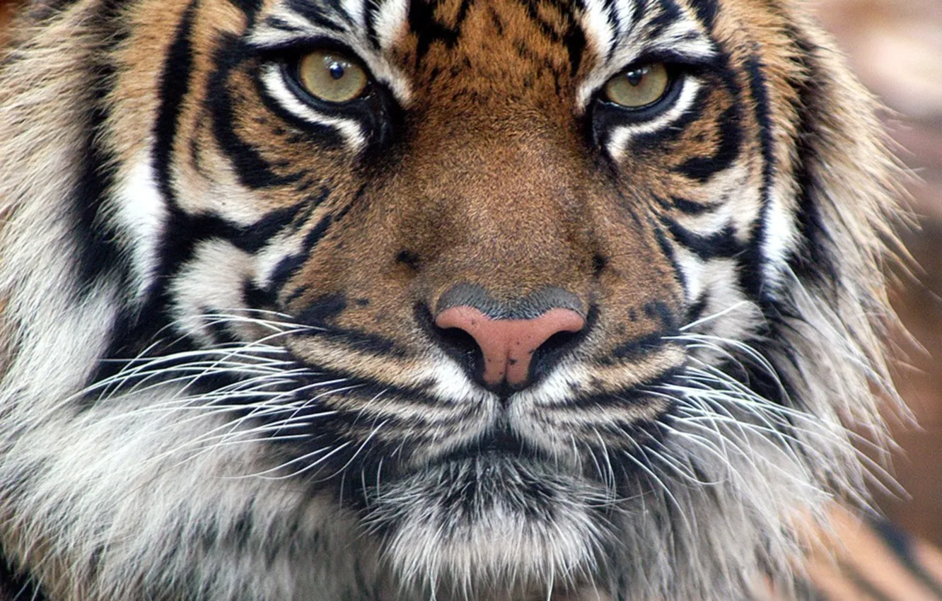 Photo wallpaper Tiger, tigrasha, Bengal tiger