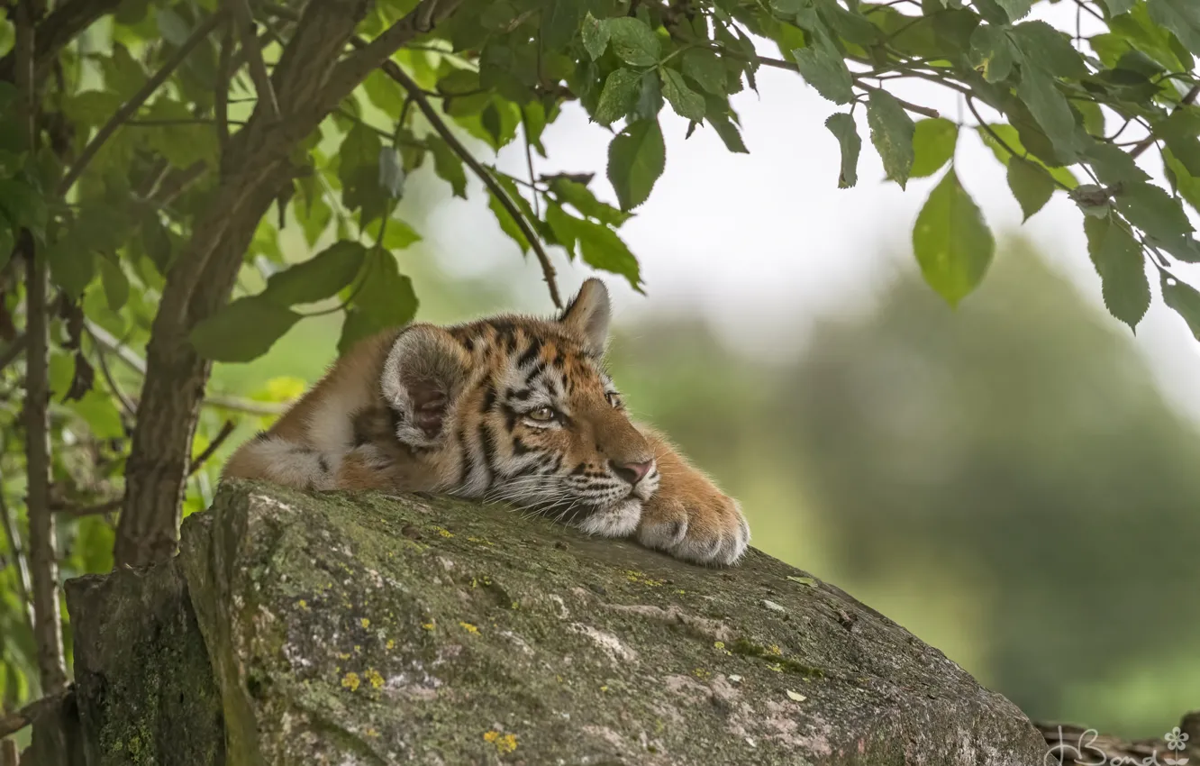 Photo wallpaper trees, tiger, stones, tiger