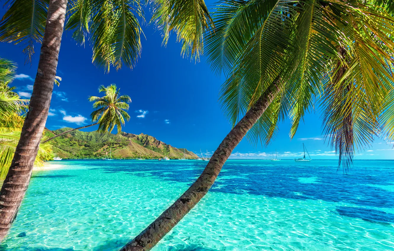 Photo wallpaper sea, beach, the sun, palm trees, shore, summer, beach, sea