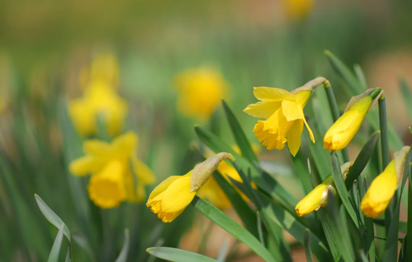 Photo wallpaper flowers, spring, daffodils