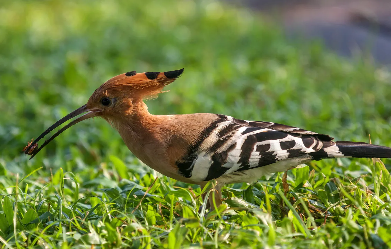 Photo wallpaper bird, hoopoe, hoopoe