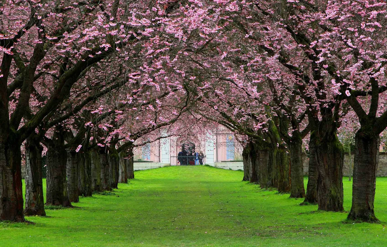 Photo wallpaper Germany, garden, Baden-Württemberg, cherry alley, Schwetzingen