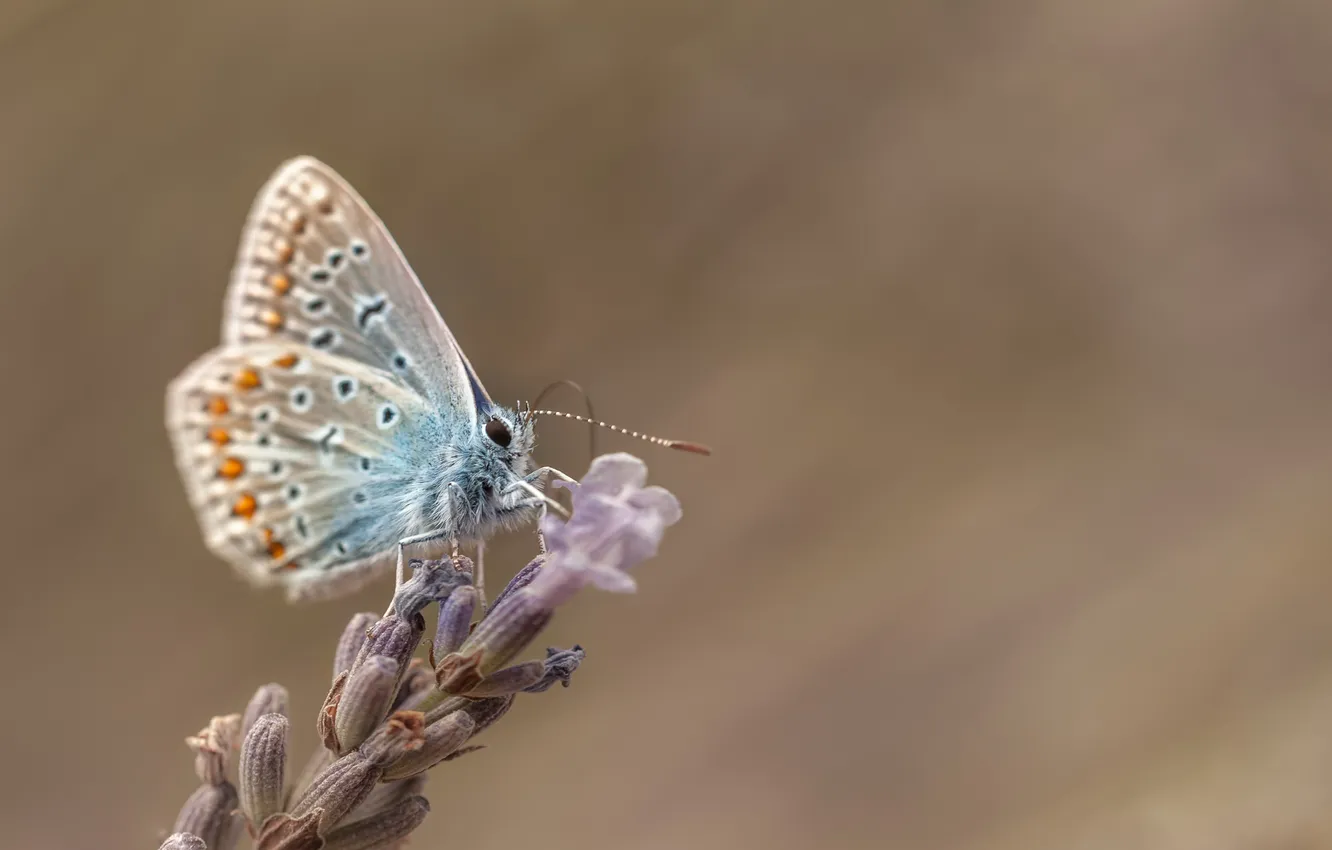 Photo wallpaper flower, butterfly, insect