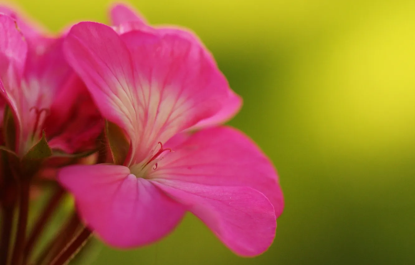 Photo wallpaper flowers, pink, geranium, inflorescence
