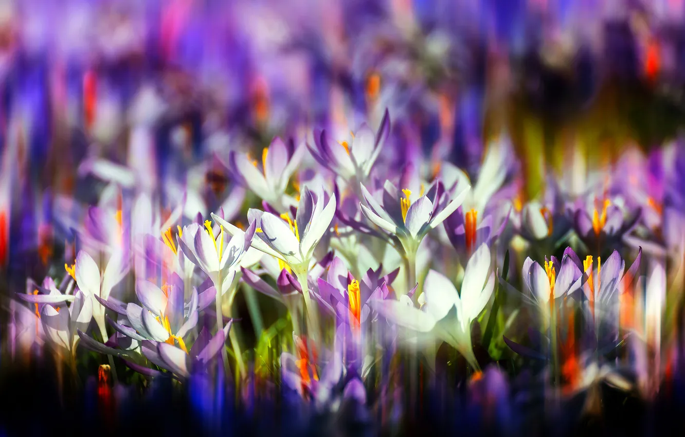 Photo wallpaper field, nature, petals, meadow, crocuses