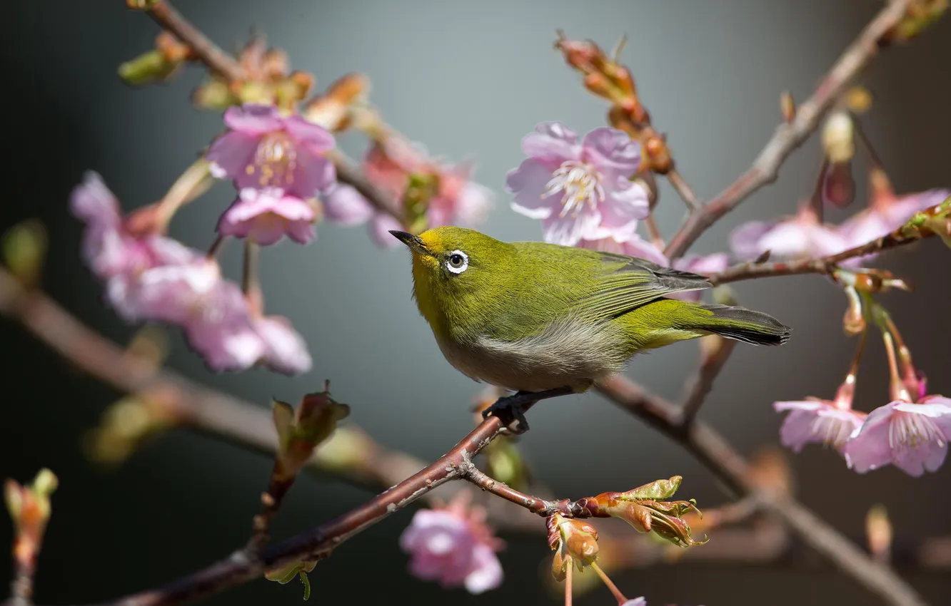 Photo wallpaper trees, branches, bird, Sakura, inflorescence