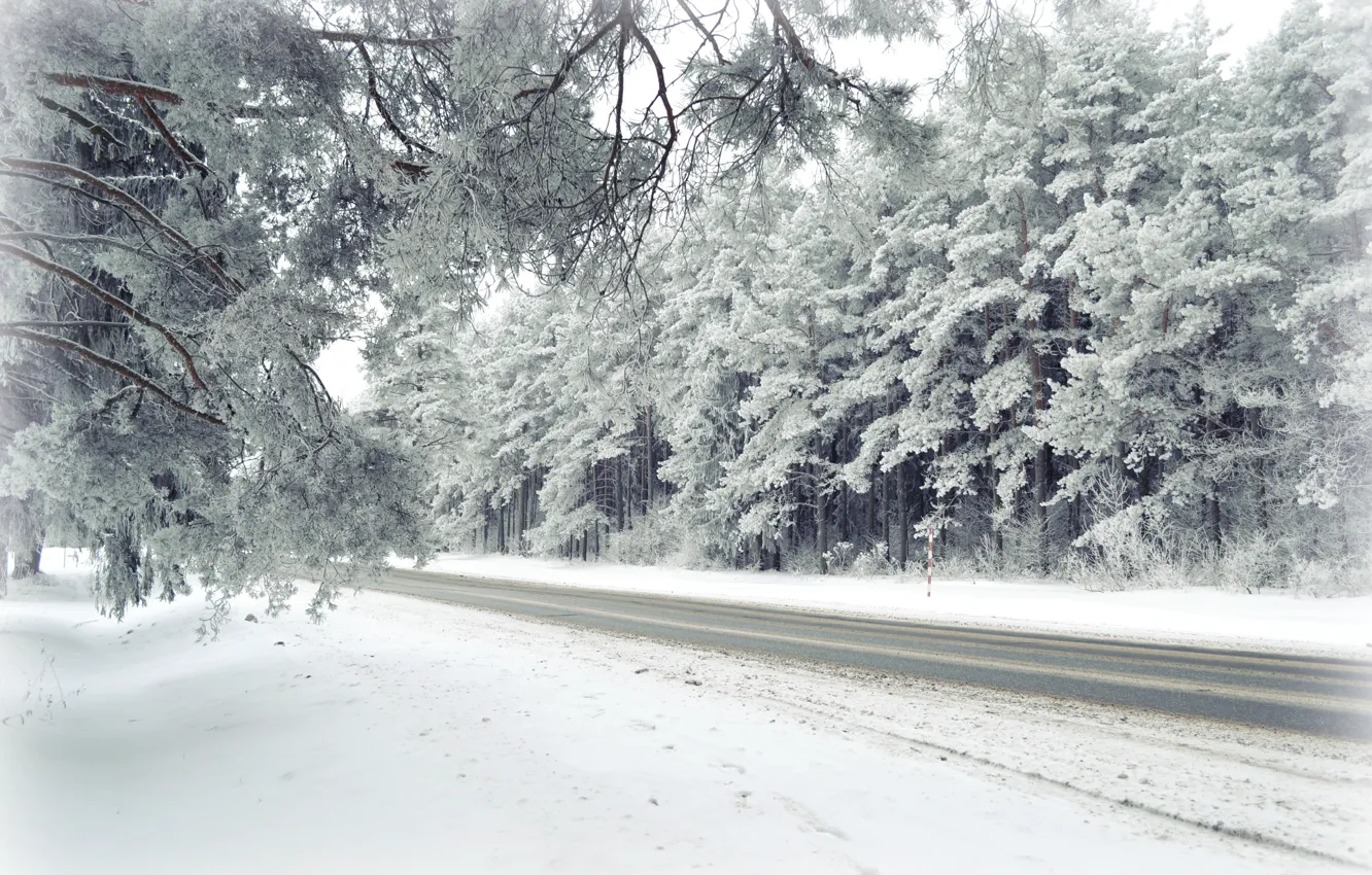 Photo wallpaper winter, frost, road, forest, landscape, nature