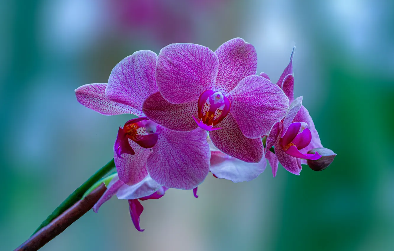Photo wallpaper macro, branches, background, Orchid, Phalaenopsis