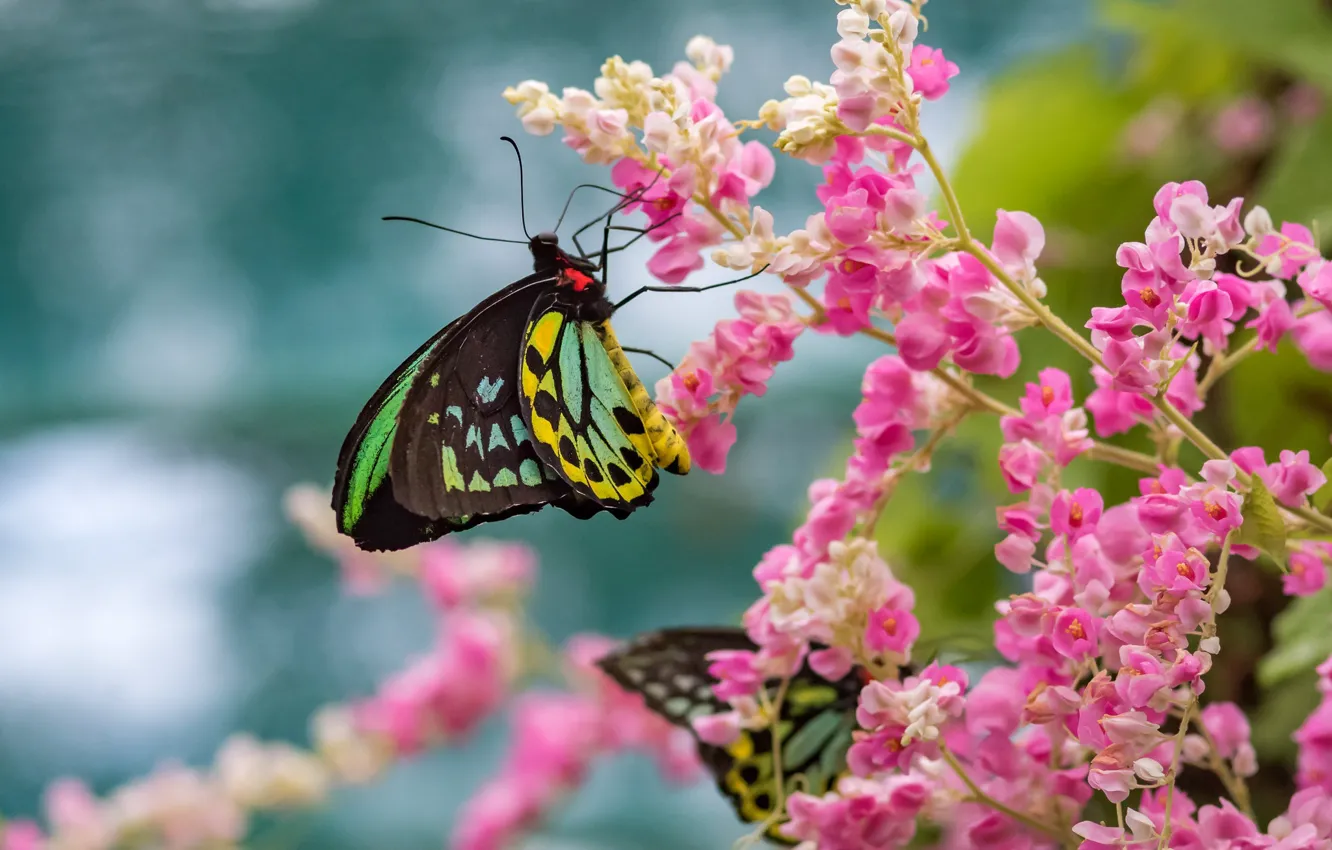 Photo wallpaper flowers, butterfly, Fleur Walton, pink flowrs