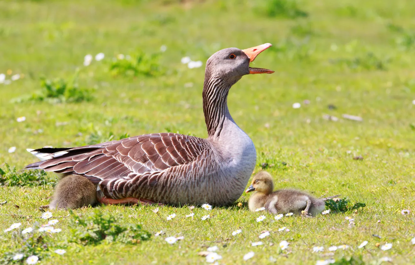 Photo wallpaper flowers, bird, glade, mom, Chicks, geese, the goslings, brood