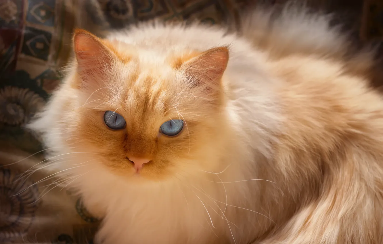 Photo wallpaper cat, cat, look, face, pose, portrait, fluffy, red