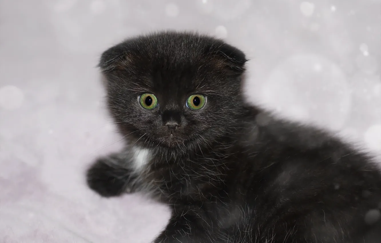 Photo wallpaper look, cat, kitty, face