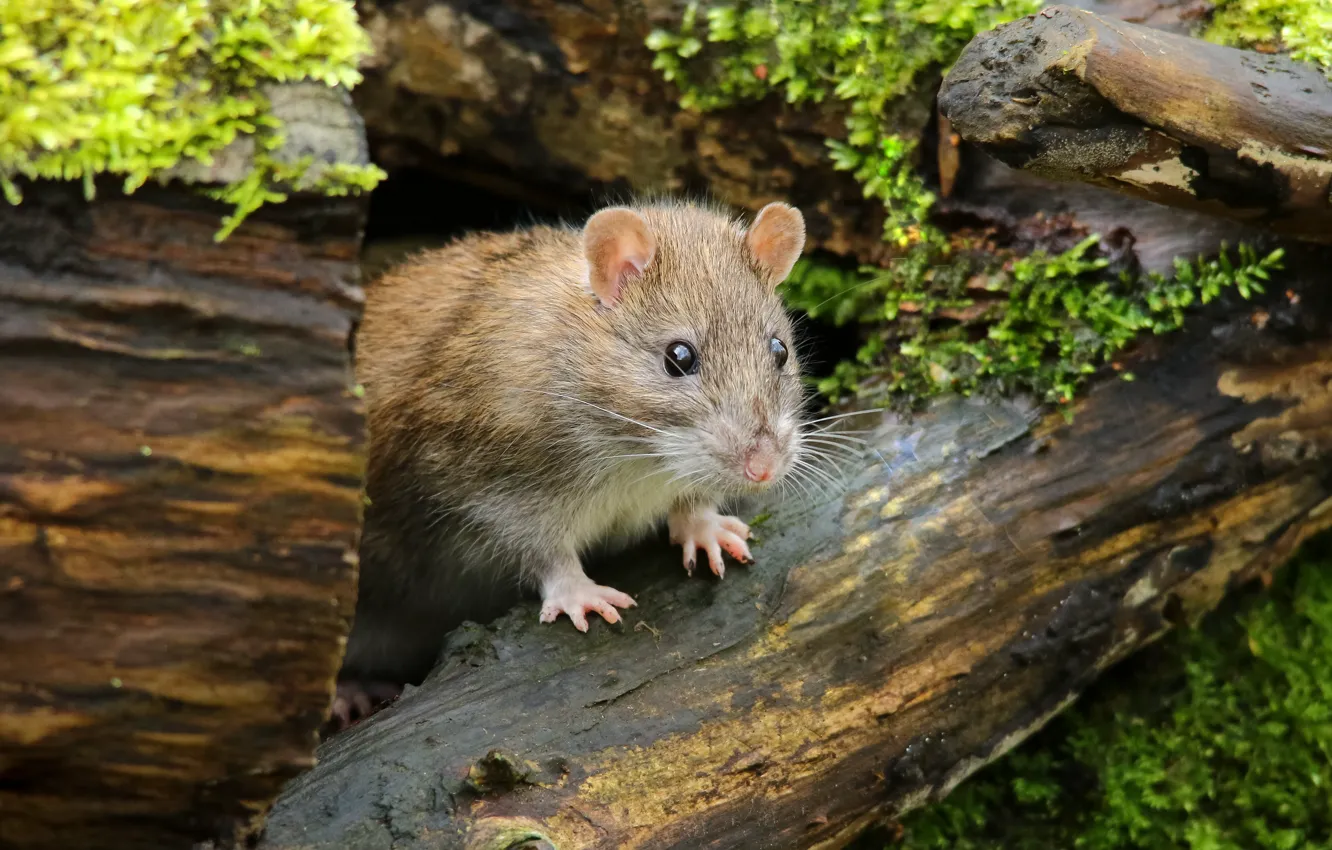 Photo wallpaper look, nature, sweetheart, moss, mouse, muzzle, log, rat