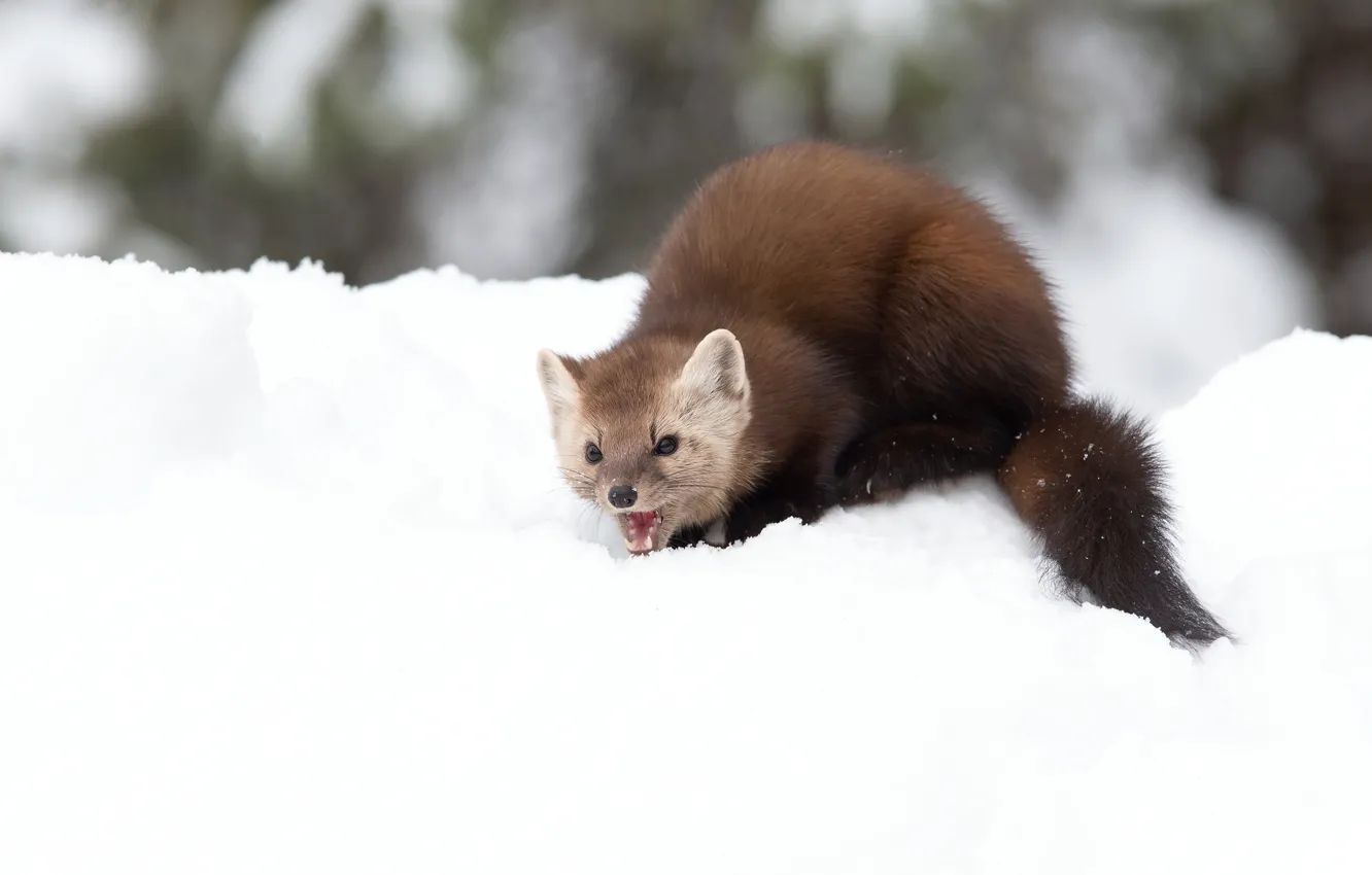 Photo wallpaper winter, snow, the snow, marten