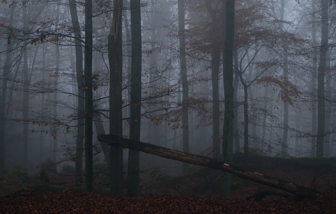 Photo wallpaper forest, trees, nature, fog, Niklas Hamisch