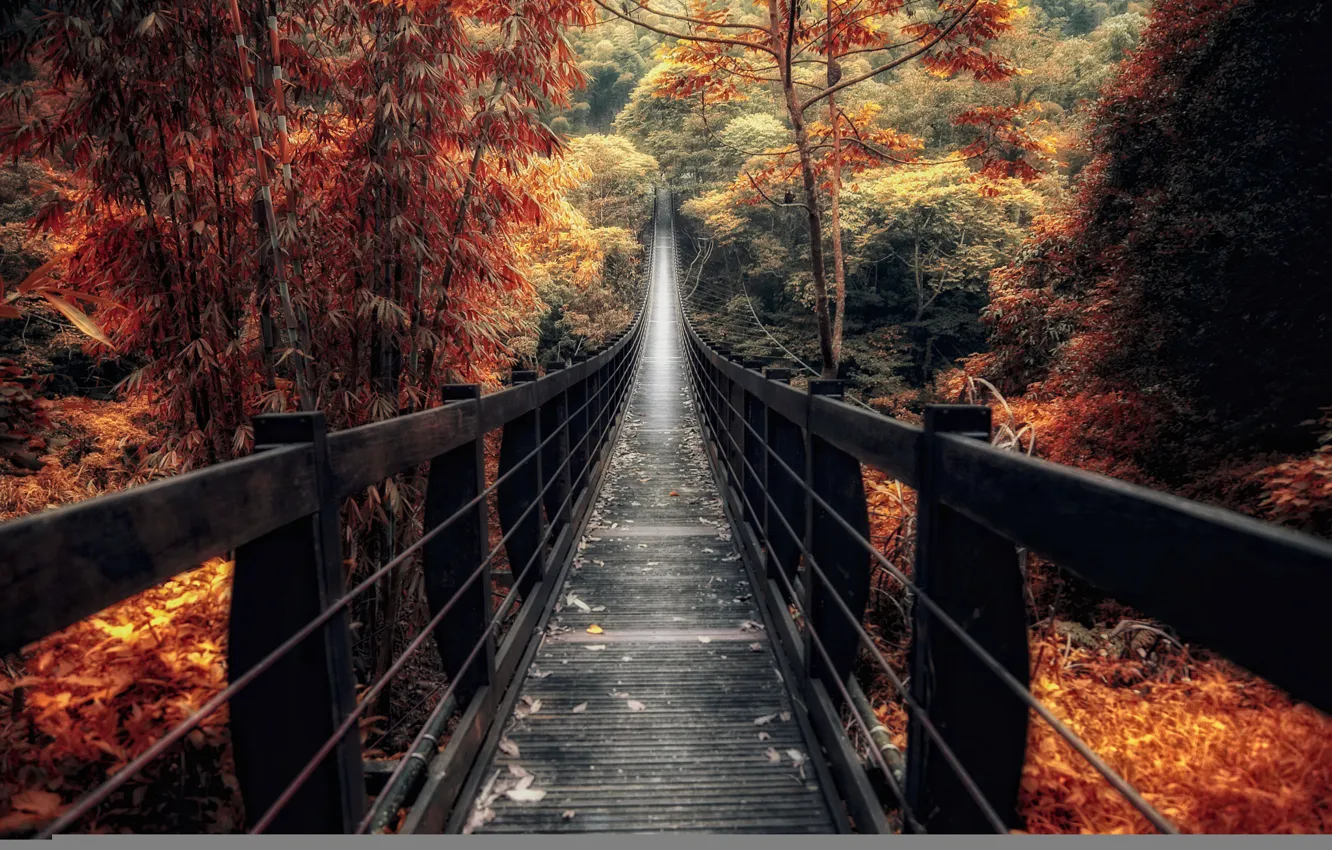 Photo wallpaper autumn, forest, bridge, China