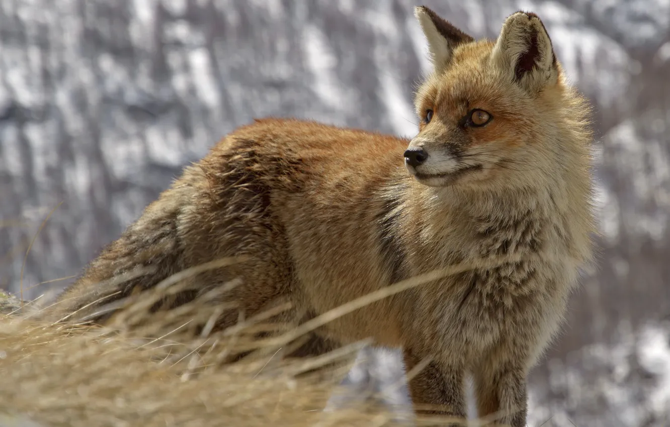 Photo wallpaper grass, nature, Fox, DUELL ©