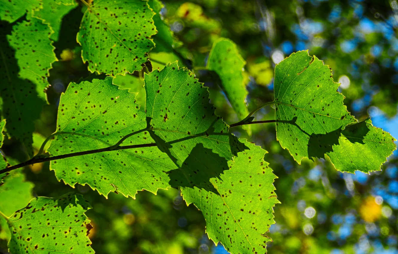 Photo wallpaper leaves, macro, sprig, birch