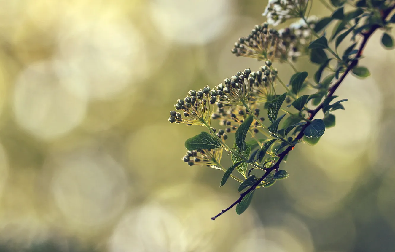 Photo wallpaper macro, flowers, branches, spring, bokeh