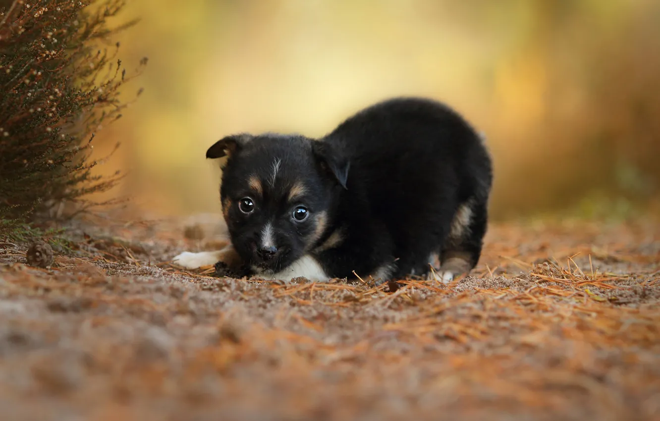 Photo wallpaper dog, baby, puppy