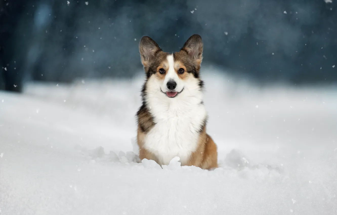 Photo wallpaper winter, look, snow, dog, Welsh Corgi, Svetlana Pisareva