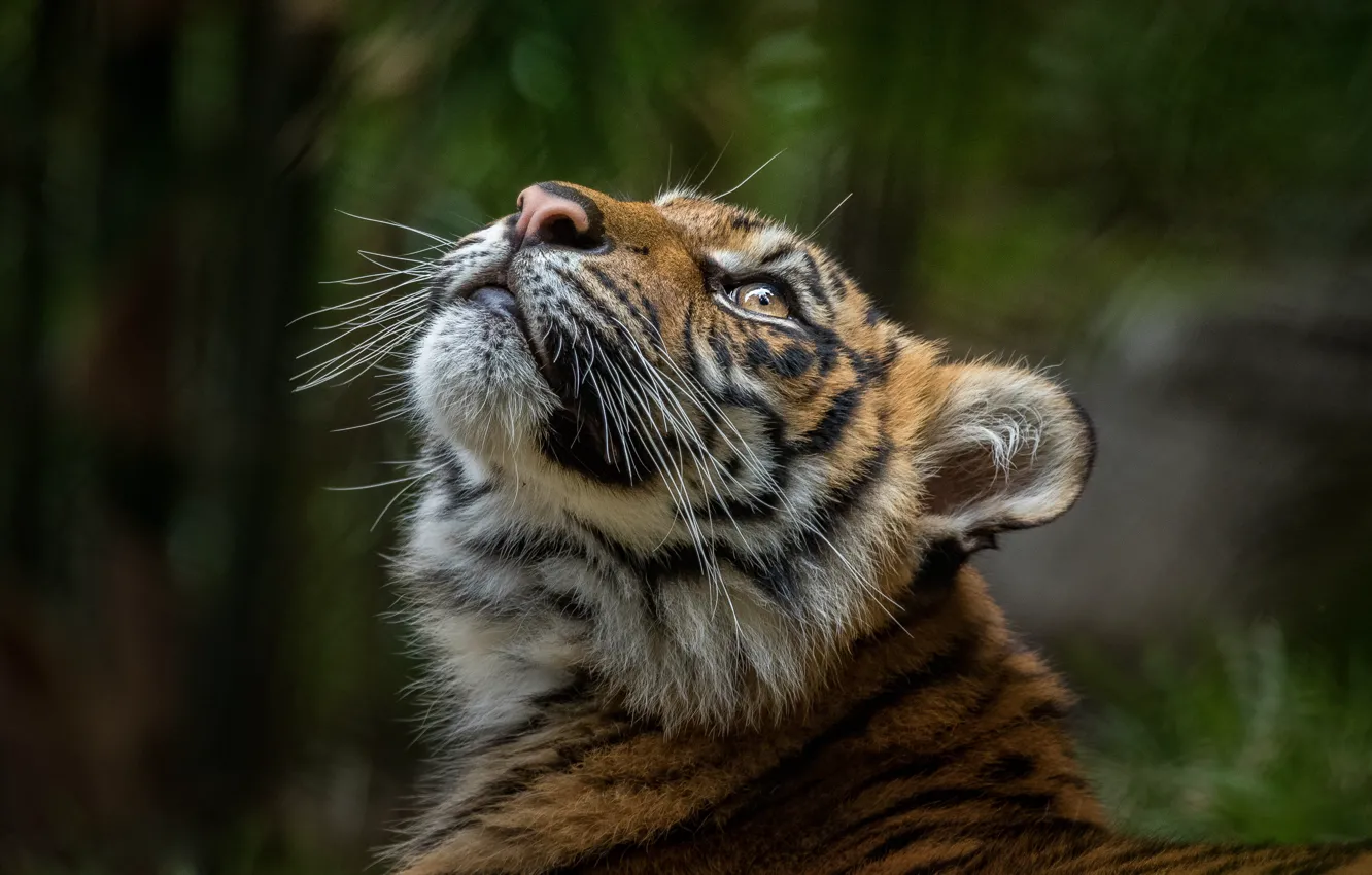 Photo wallpaper look, face, tiger, the dark background, portrait, tiger, young, bokeh