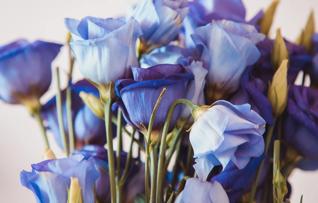 Photo wallpaper purple, flowers, close-up, background, bouquet, lilac, eustoma