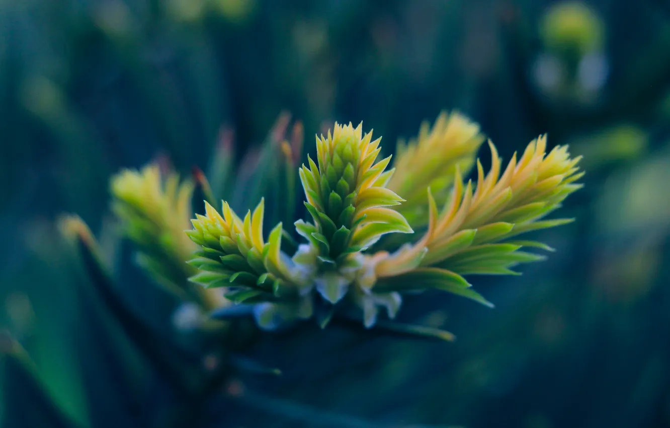 Photo wallpaper spring, pine, twig