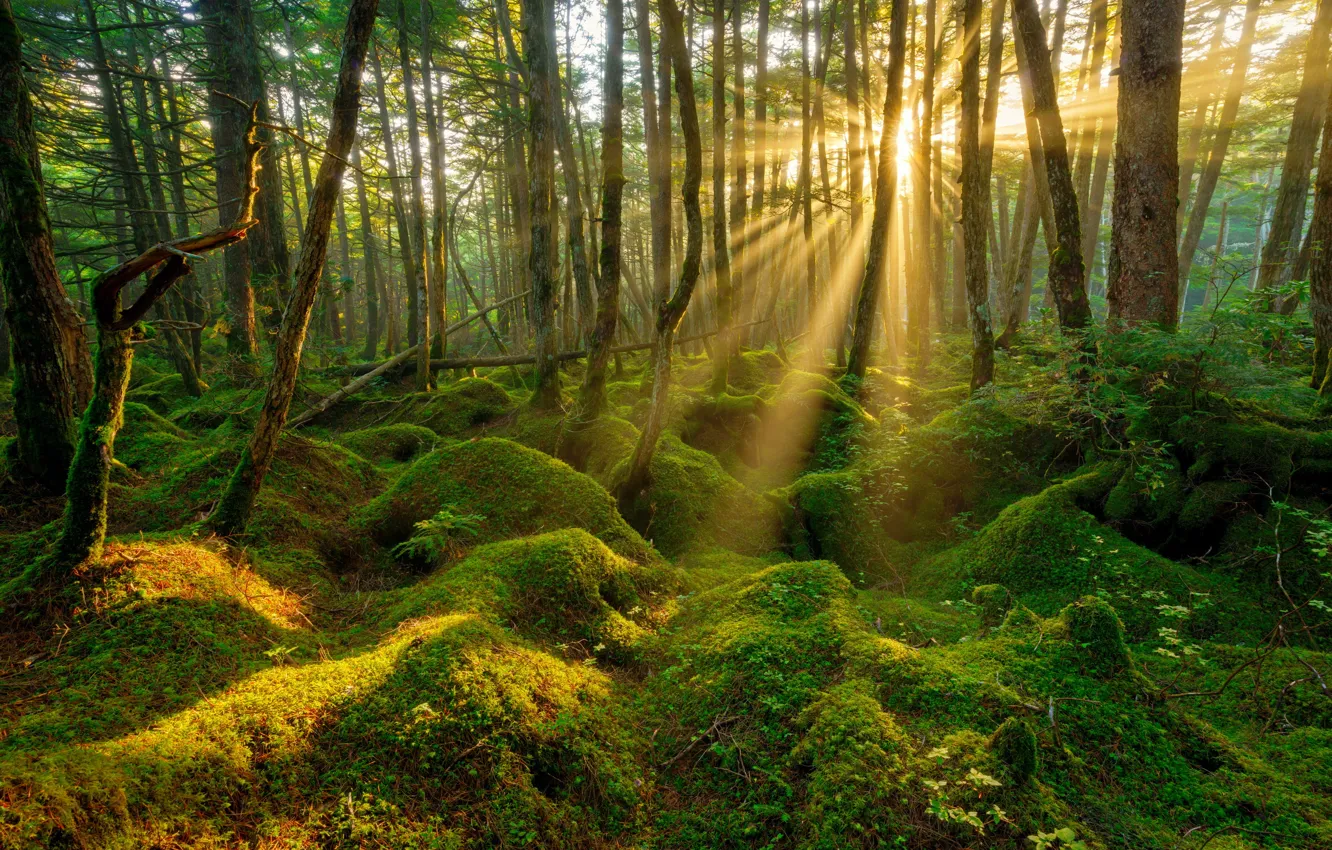 Photo wallpaper forest, moss, spring, morning, the sun's rays, bumps