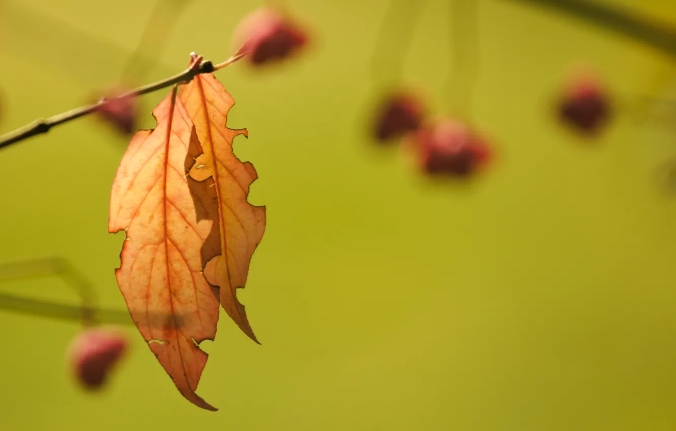 Photo wallpaper leaves, background, branch, autumn