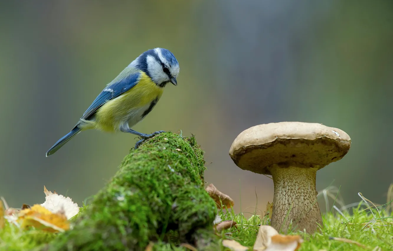 Photo wallpaper nature, background, bird, mushroom, moss, tit, blue tit, Andrey Kiselev