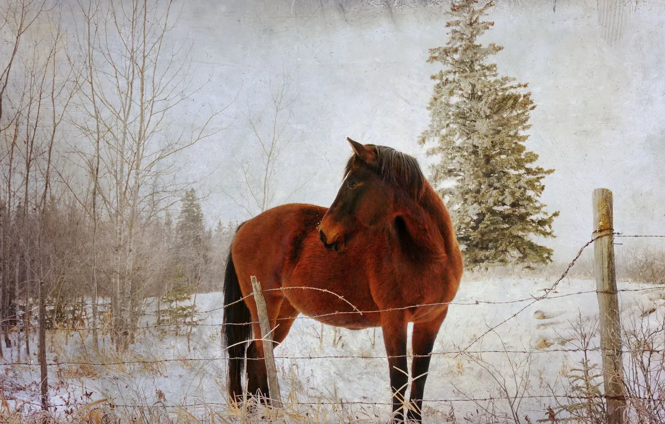 Photo wallpaper nature, horse, the fence