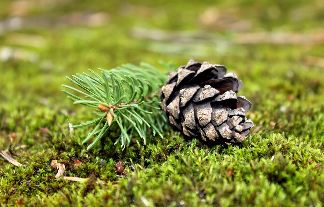 Photo wallpaper forest, branches, green, moss, bumps, pine, forest