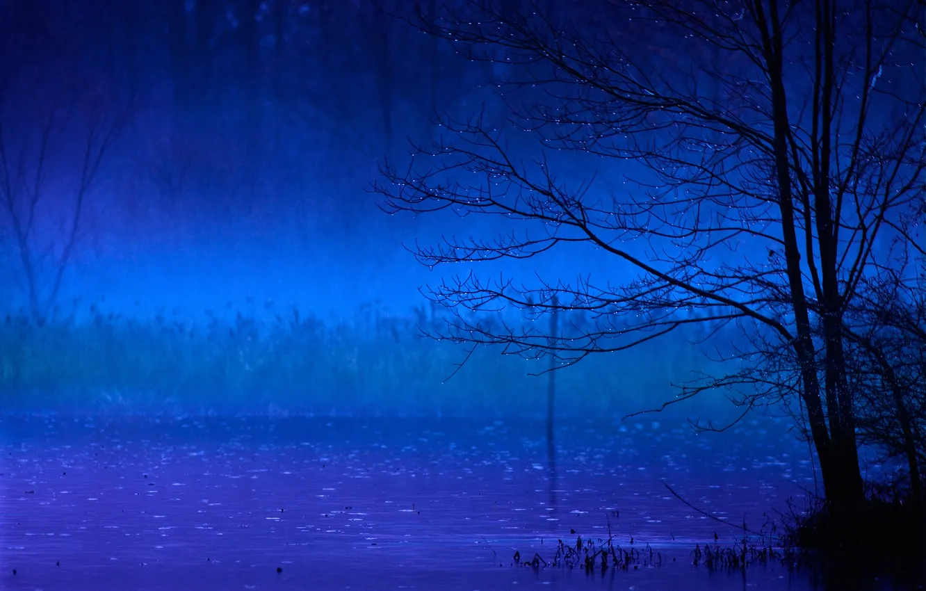 Photo wallpaper forest, trees, fog, lake, pond