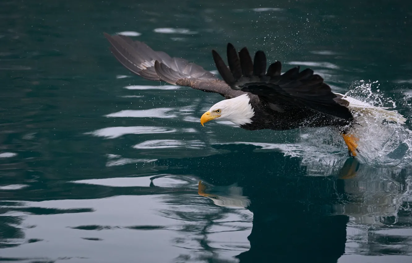 Photo wallpaper water, flight, bird, pond, predatory, bald eagle, flap