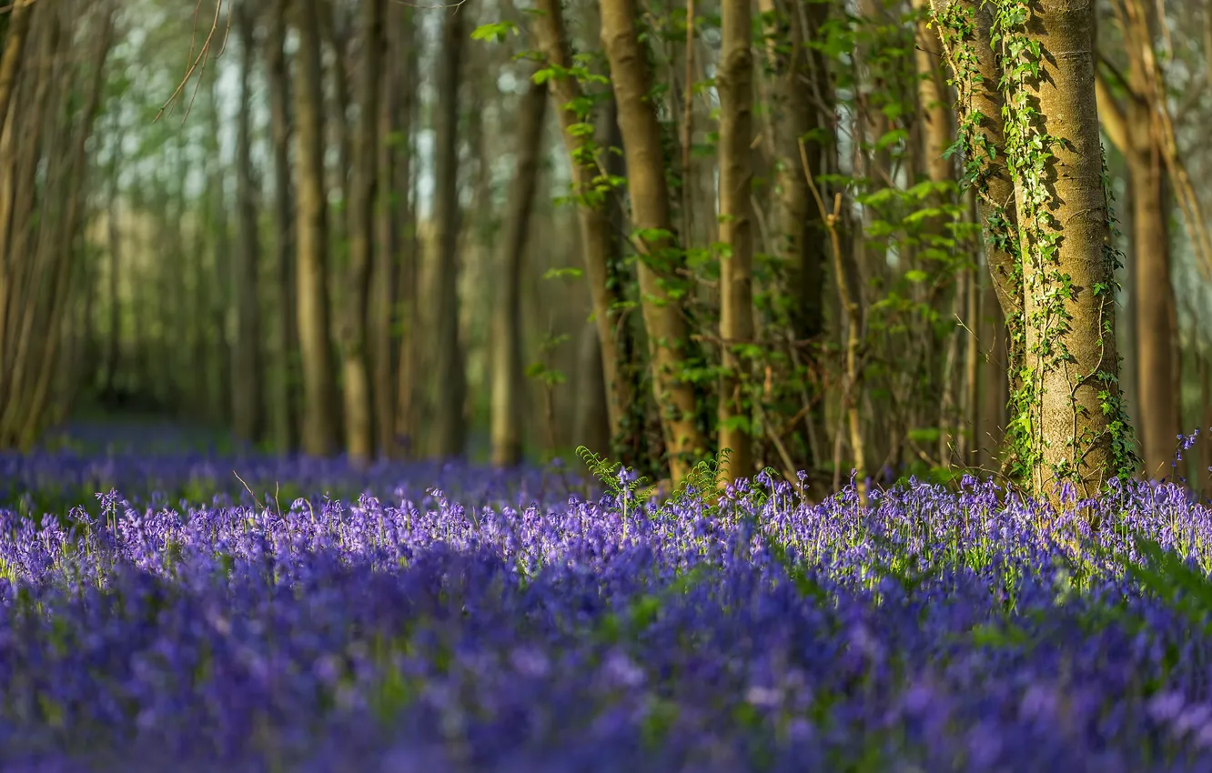 Photo wallpaper forest, trees, flowers, England, bells, England, Dorset, Dorset