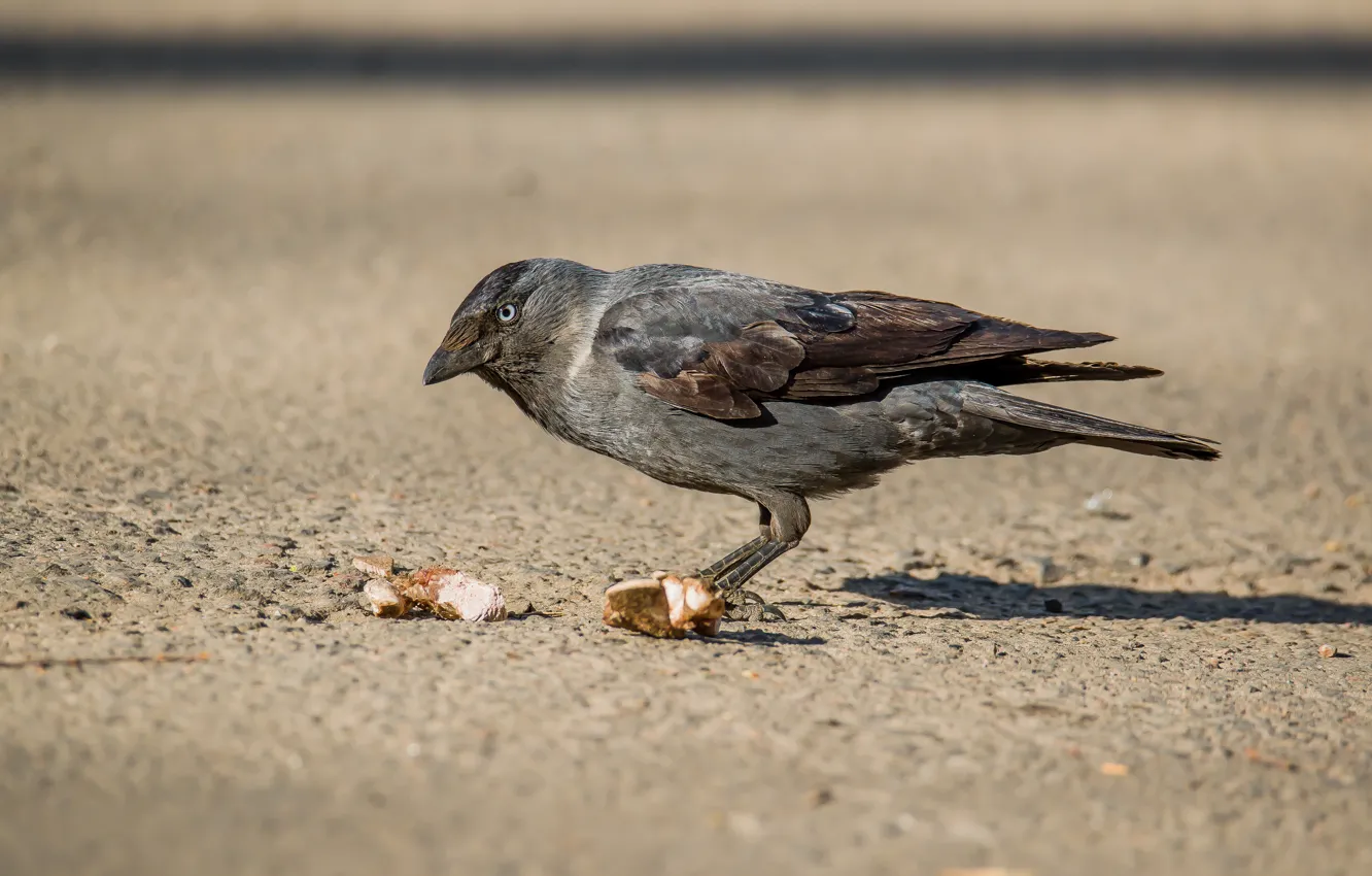Photo wallpaper road, the city, bird, jackdaw