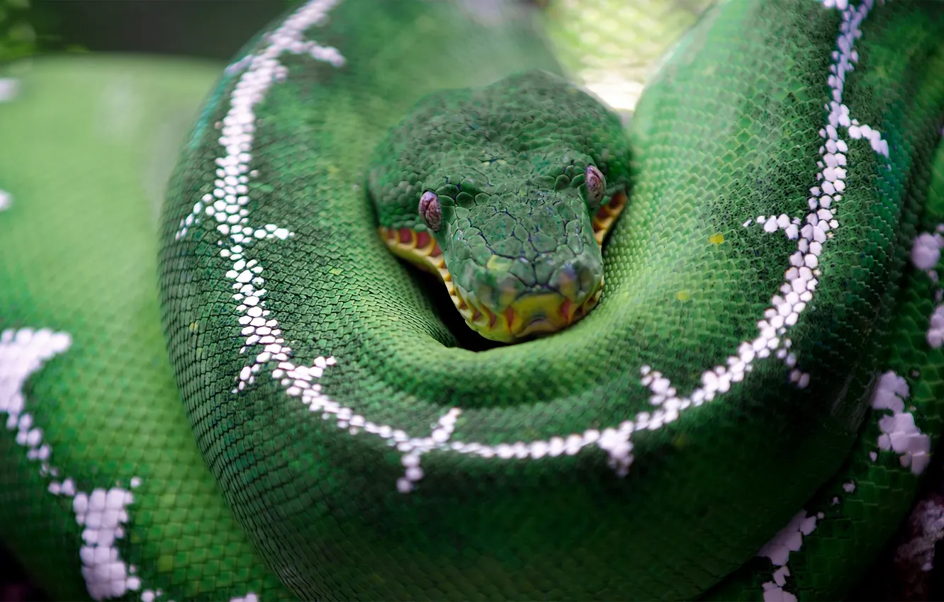 Photo wallpaper look, green, snake, scales, Python, AI art, neural network