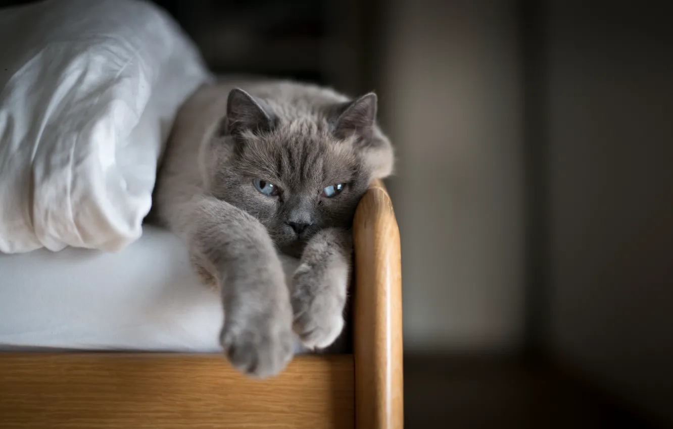 Photo wallpaper cat, comfort, house, bed