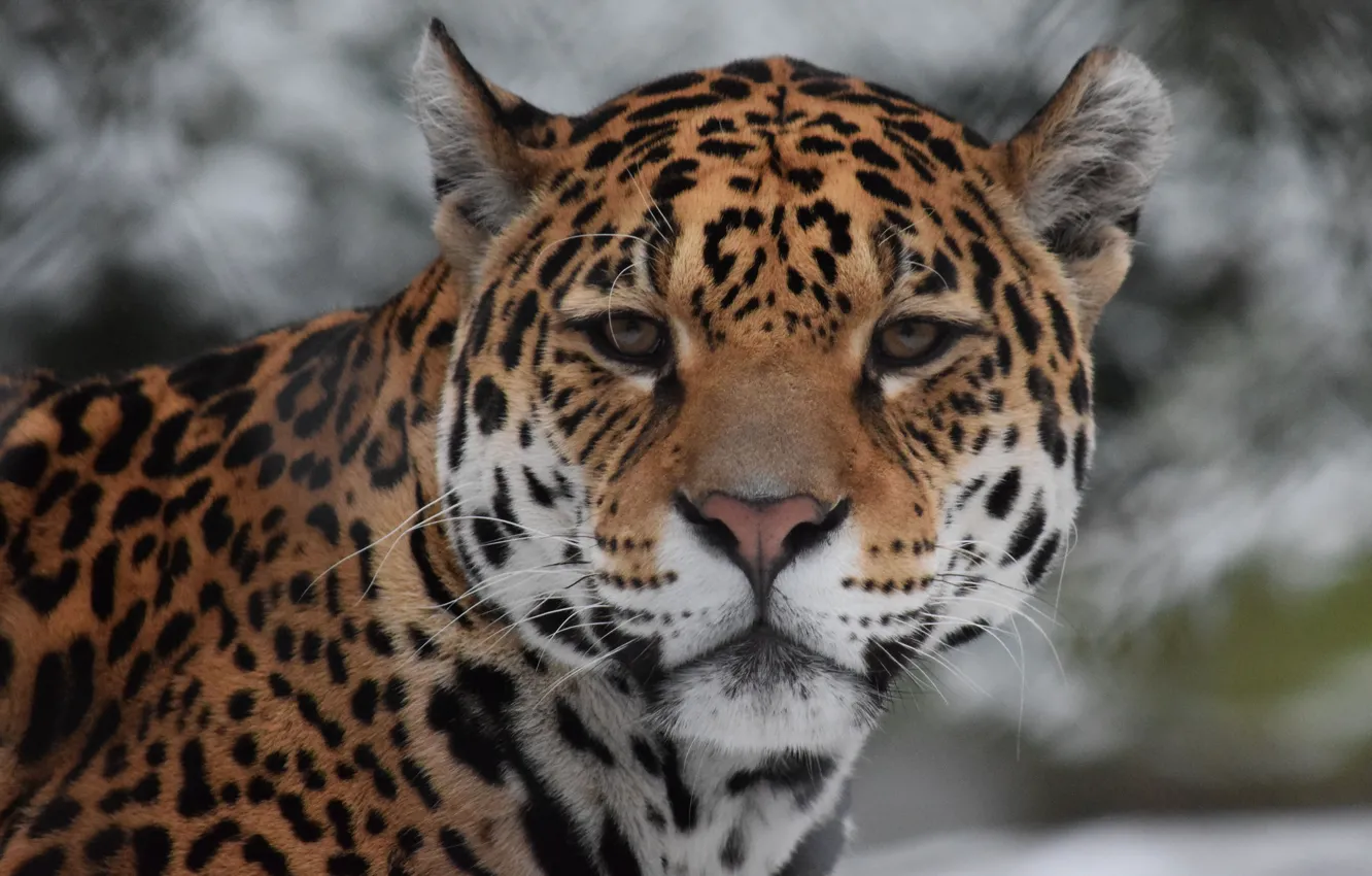 Photo wallpaper Leopard, Cat, Beauty, Wild