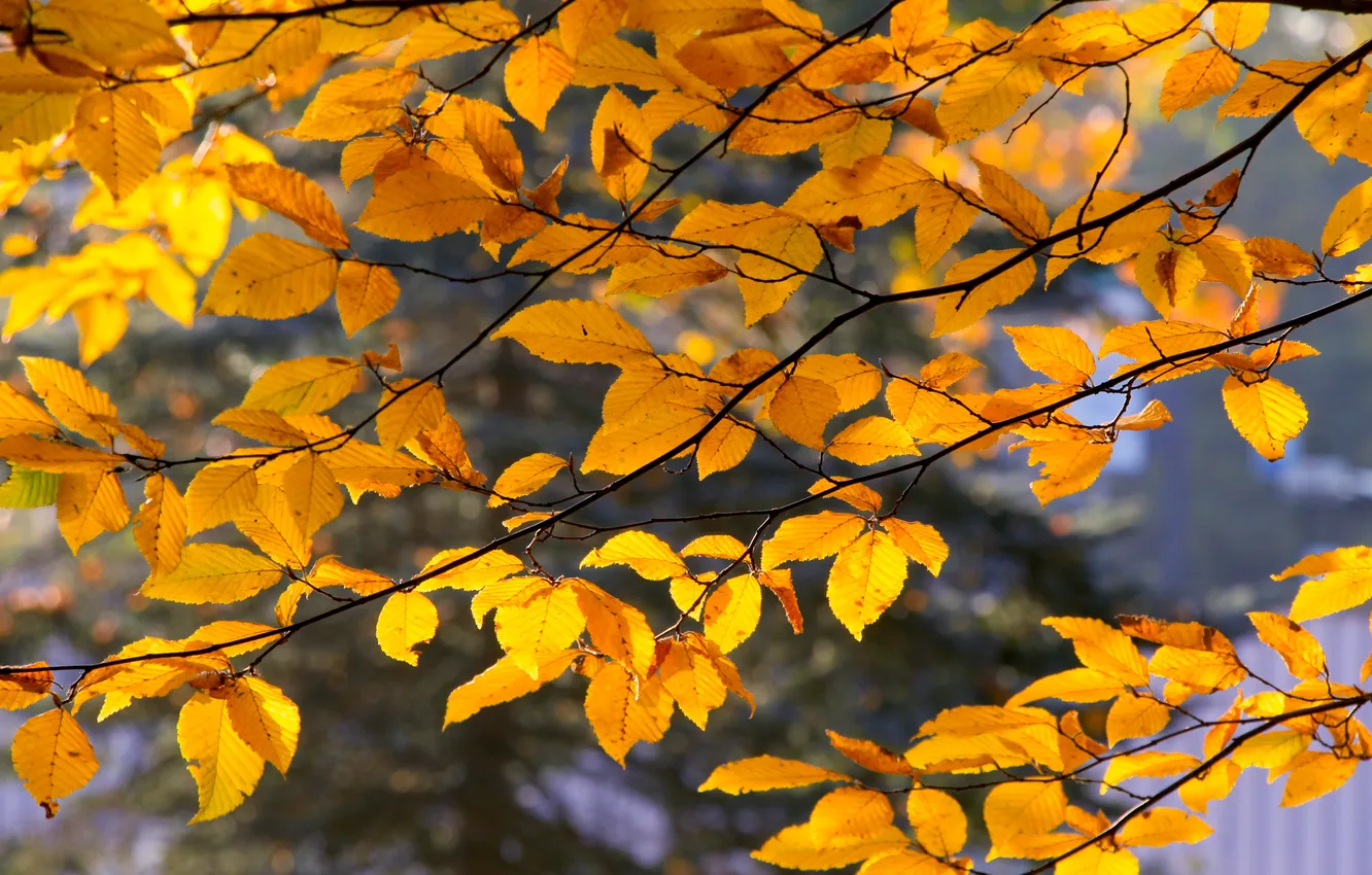 Photo wallpaper autumn, leafs, fall, twig