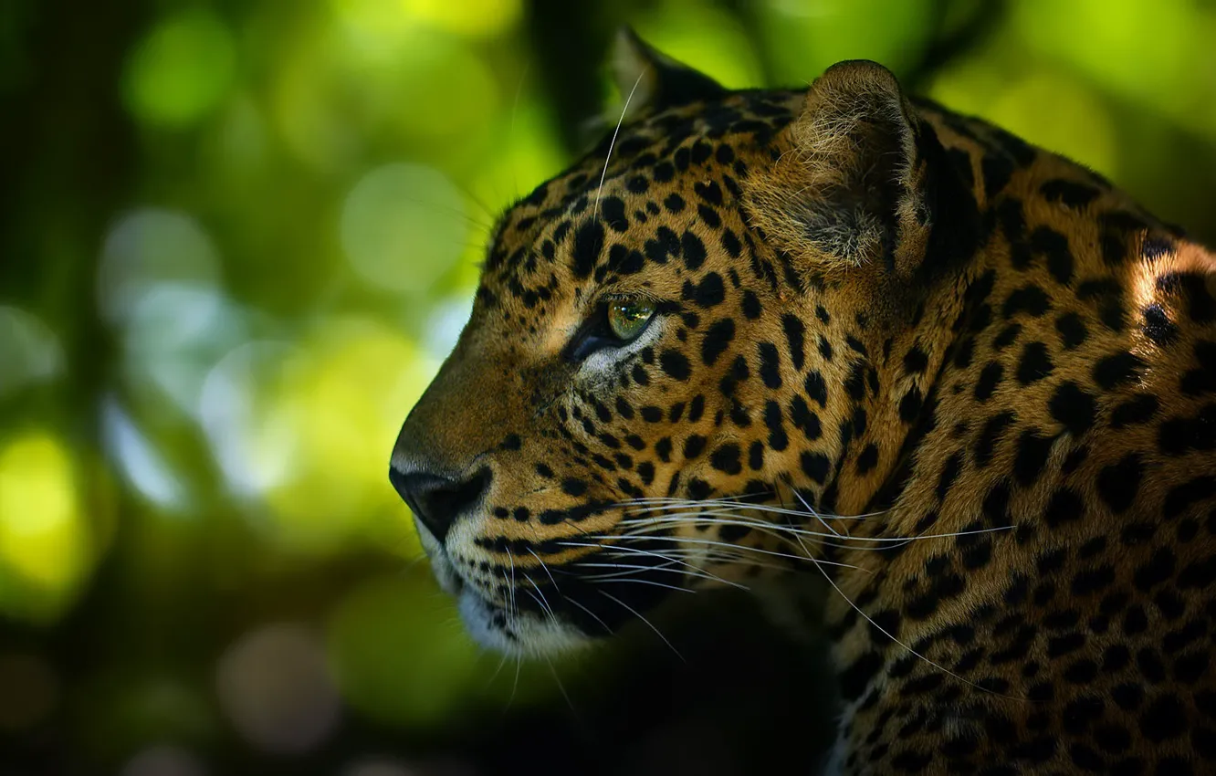 Photo wallpaper look, face, nature, portrait, leopard, profile, bokeh