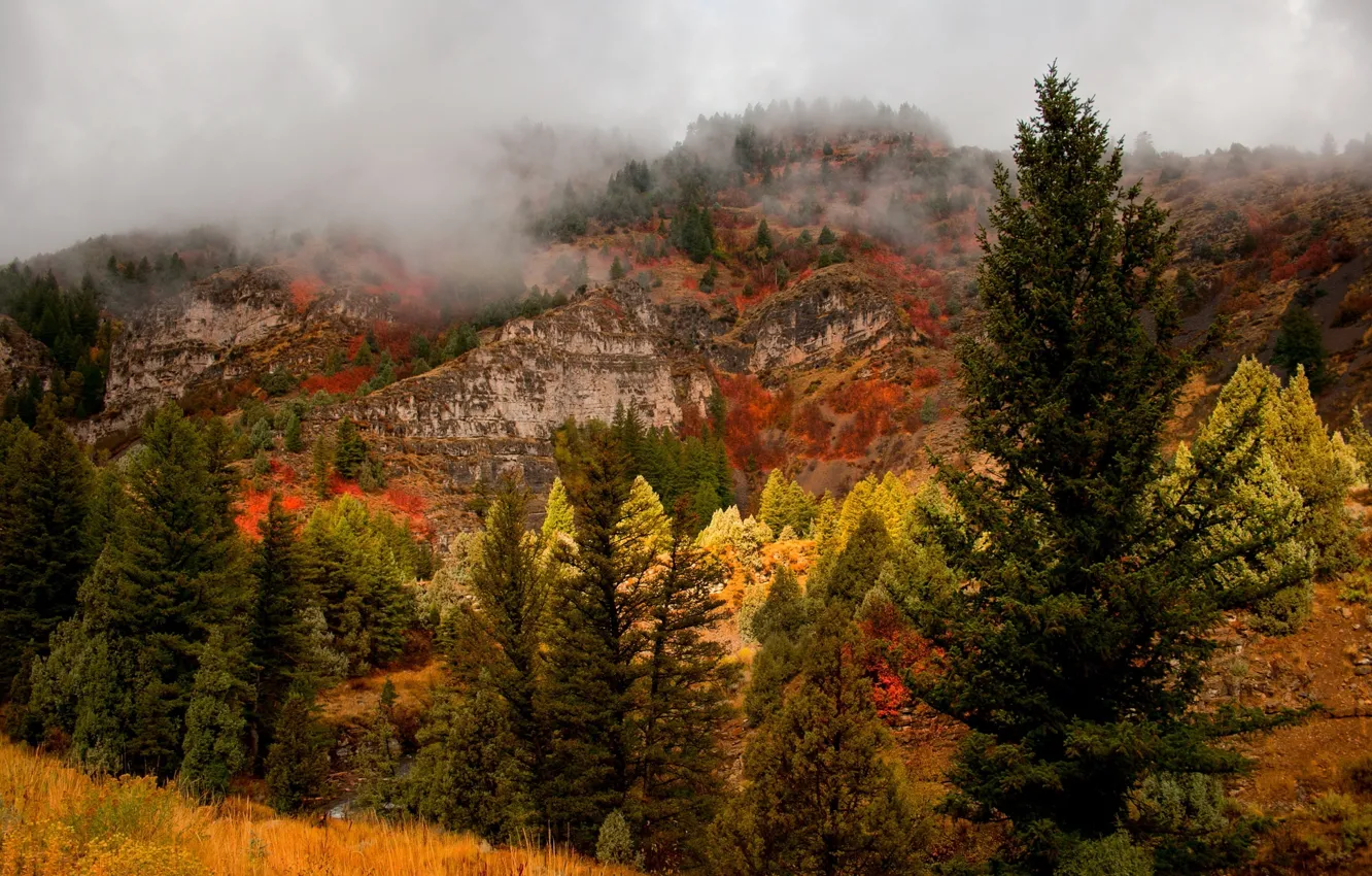 Photo wallpaper autumn, trees, nature, fog, rocks, colors, Nature, autumn