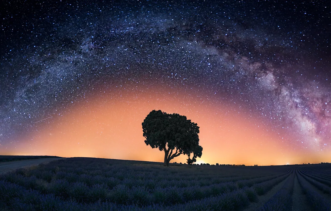 Photo wallpaper trees, night, the milky way, lavender, lavender field