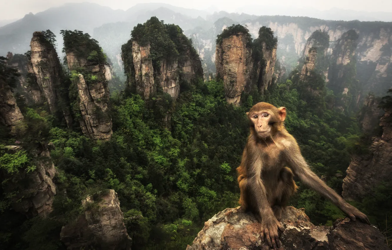 Photo wallpaper mountains, rocks, vegetation, monkey, monkeys